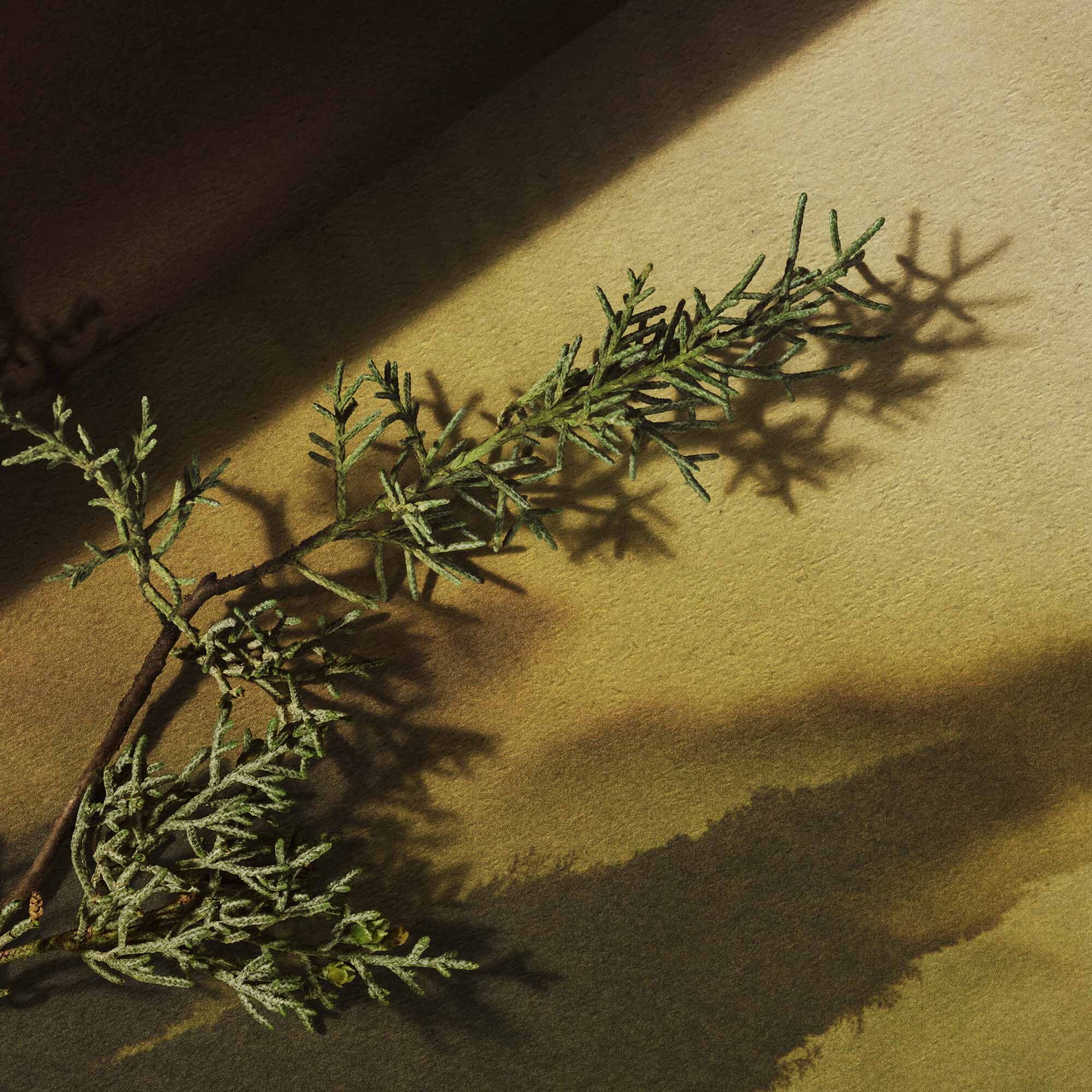 Seeking Virēre Eau de Parfum