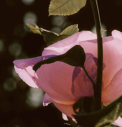 How to use Rōzu Arises Eau de Parfum