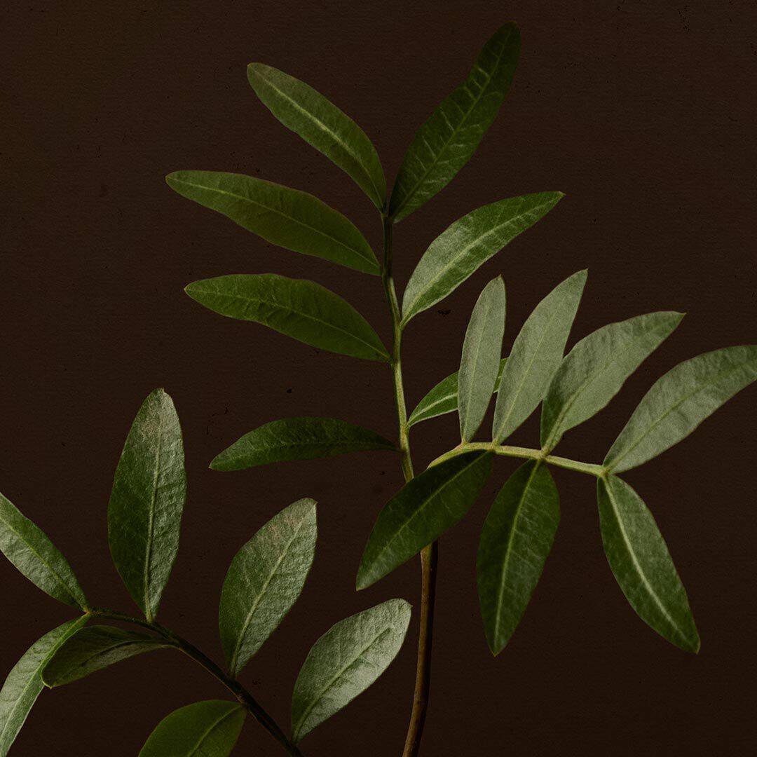 Close-up of leafy green branches against a dark brown background.