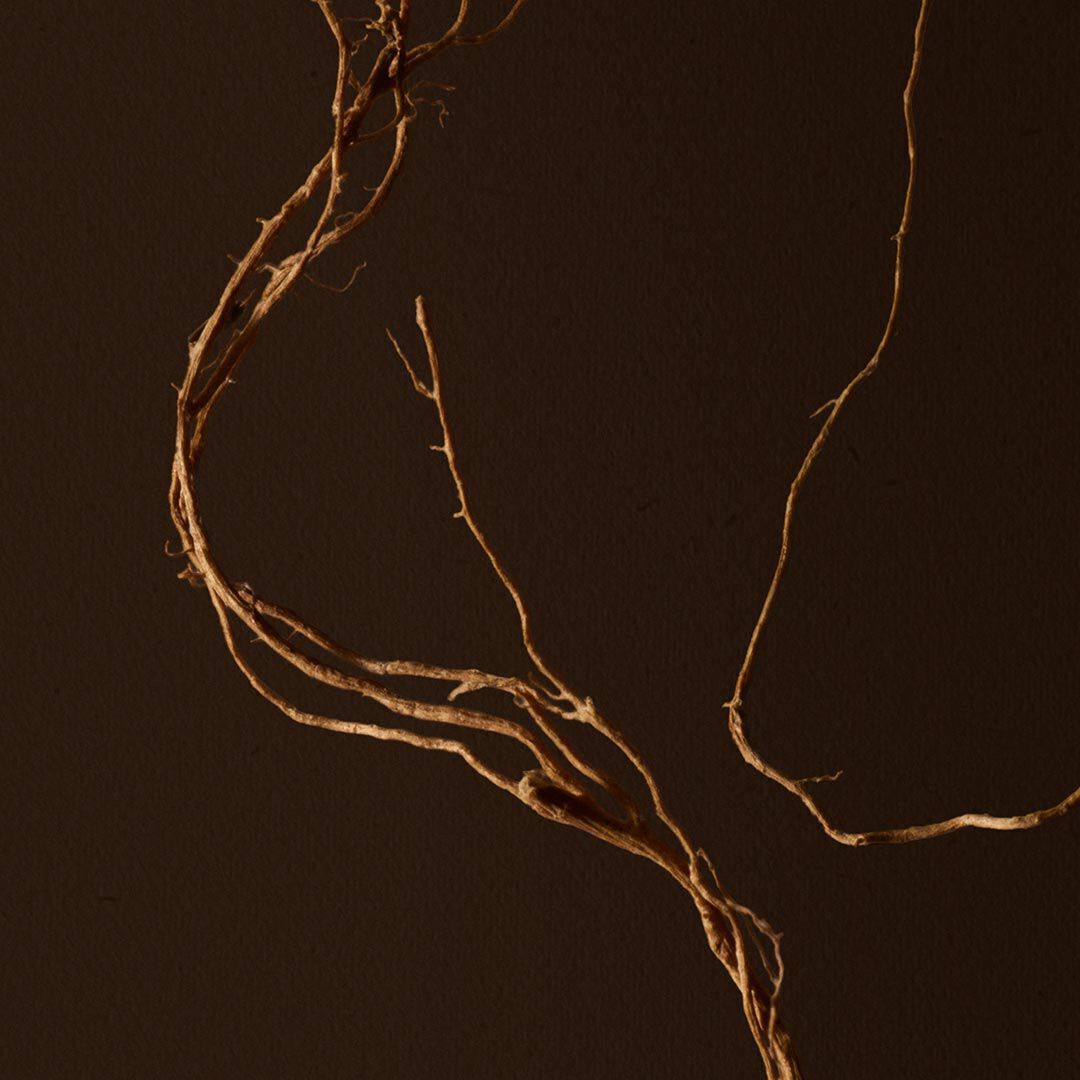 Close-up of fine branches crossing a dark brown background.