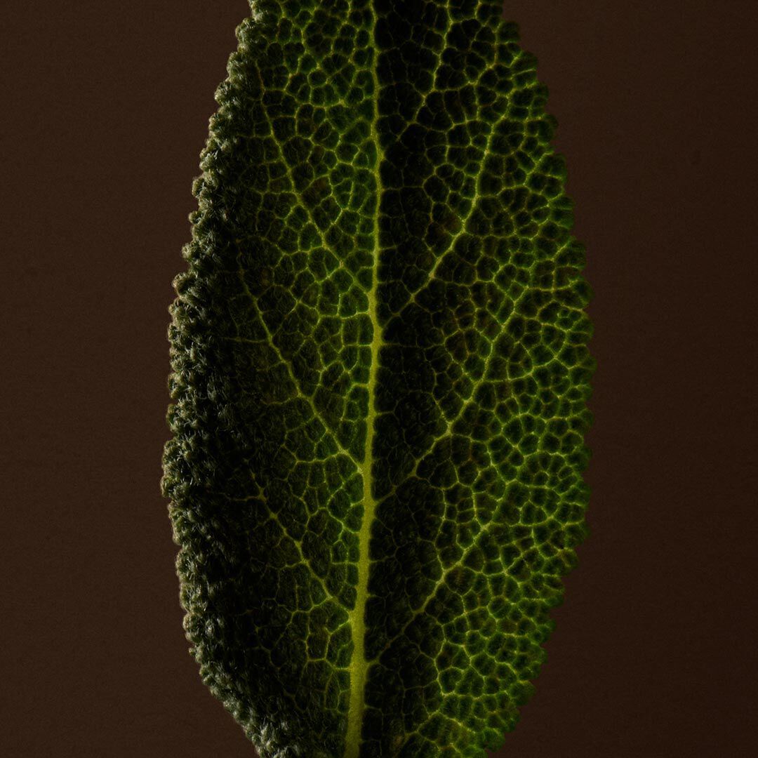 Close-up of a textured green leaf with raised veins against a dark background.
