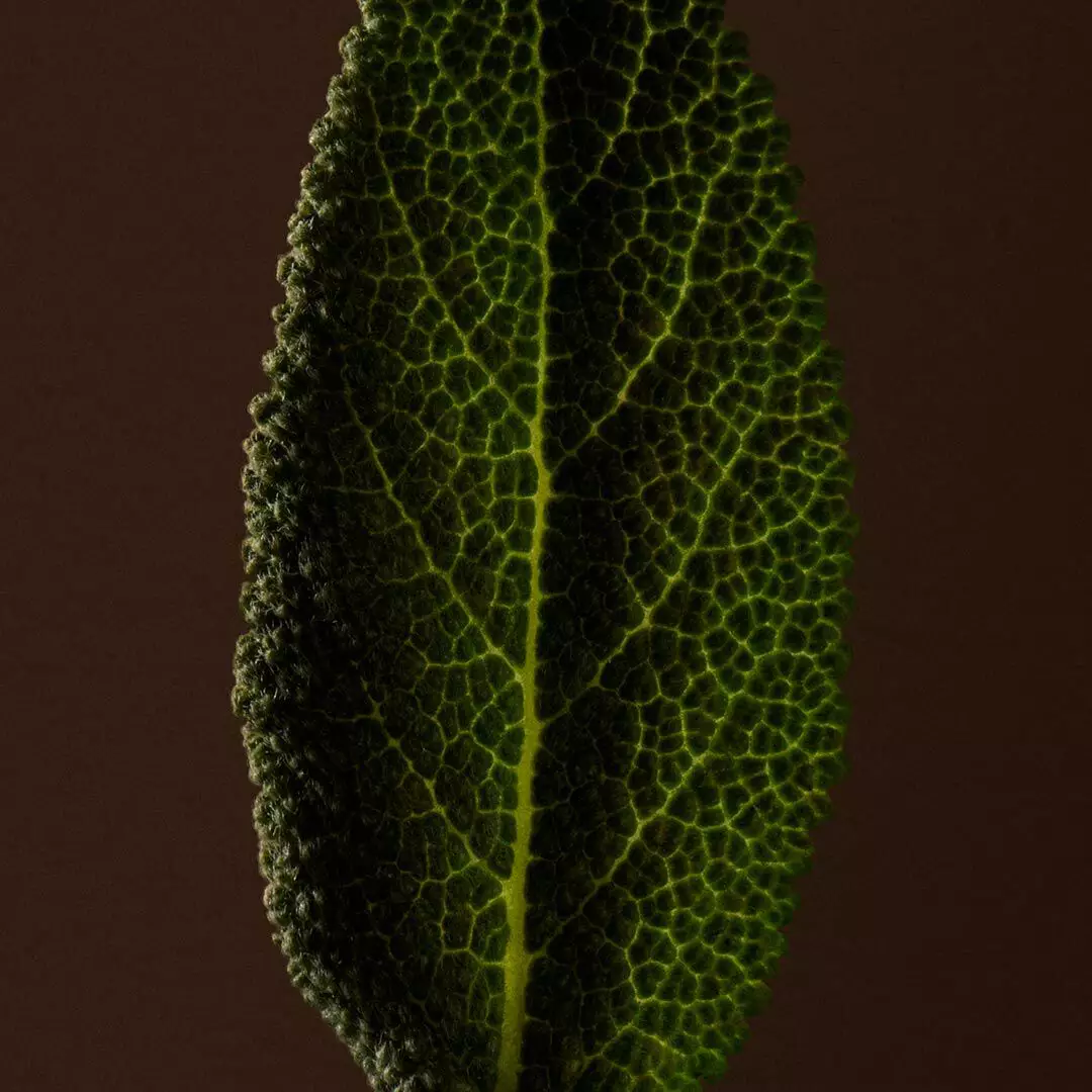 Close-up of a textured green leaf with raised veins against a dark background.