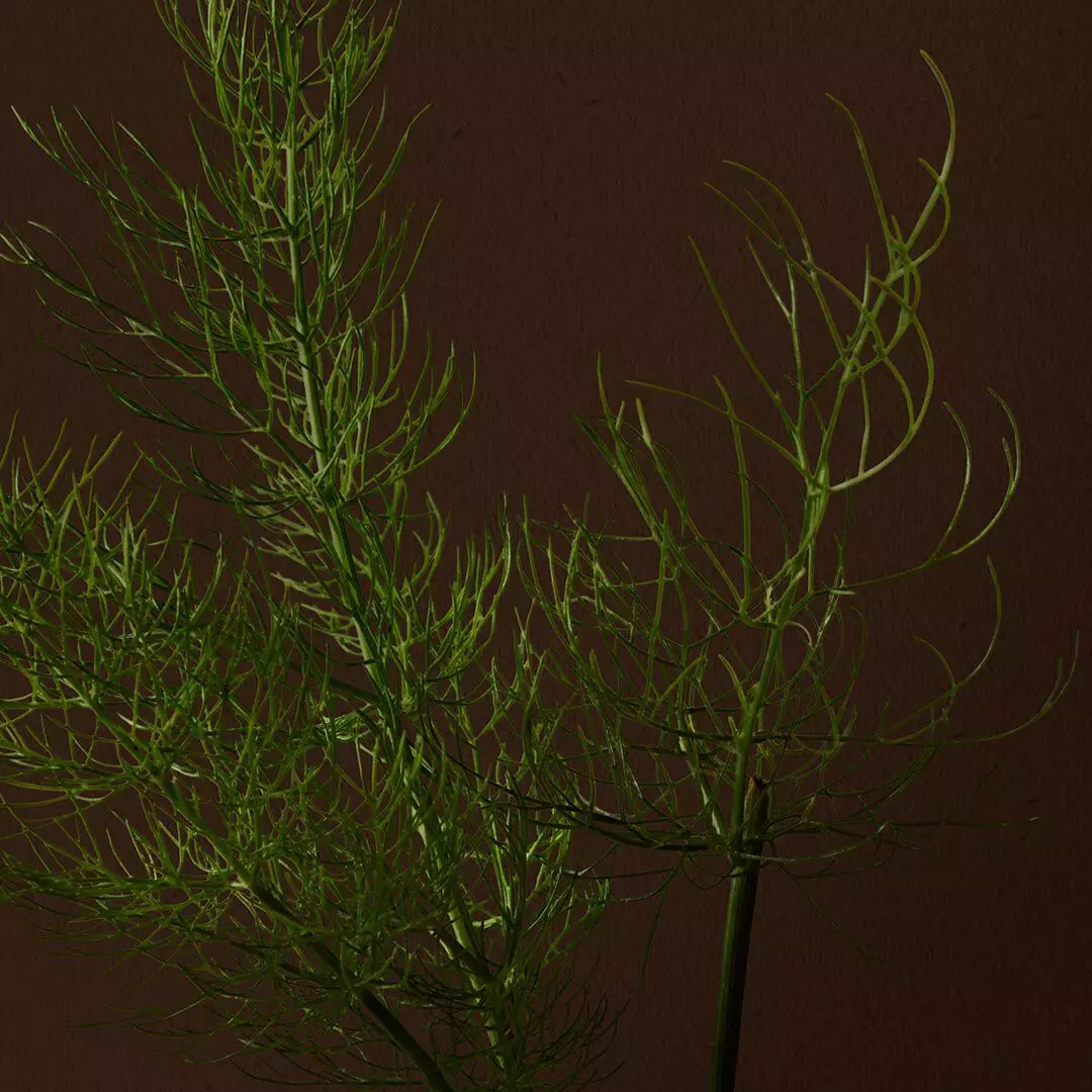 Close-up of feathery green sprigs against a dark background.