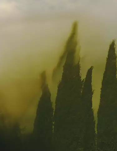 Hohe, dunkelgrune, zypressenartige Formen, die sich durch gelbgrunen Dunst erheben, mit weichgezeichneten Konturen und atmospharischem Schleier uber der gesamten Szenerie.