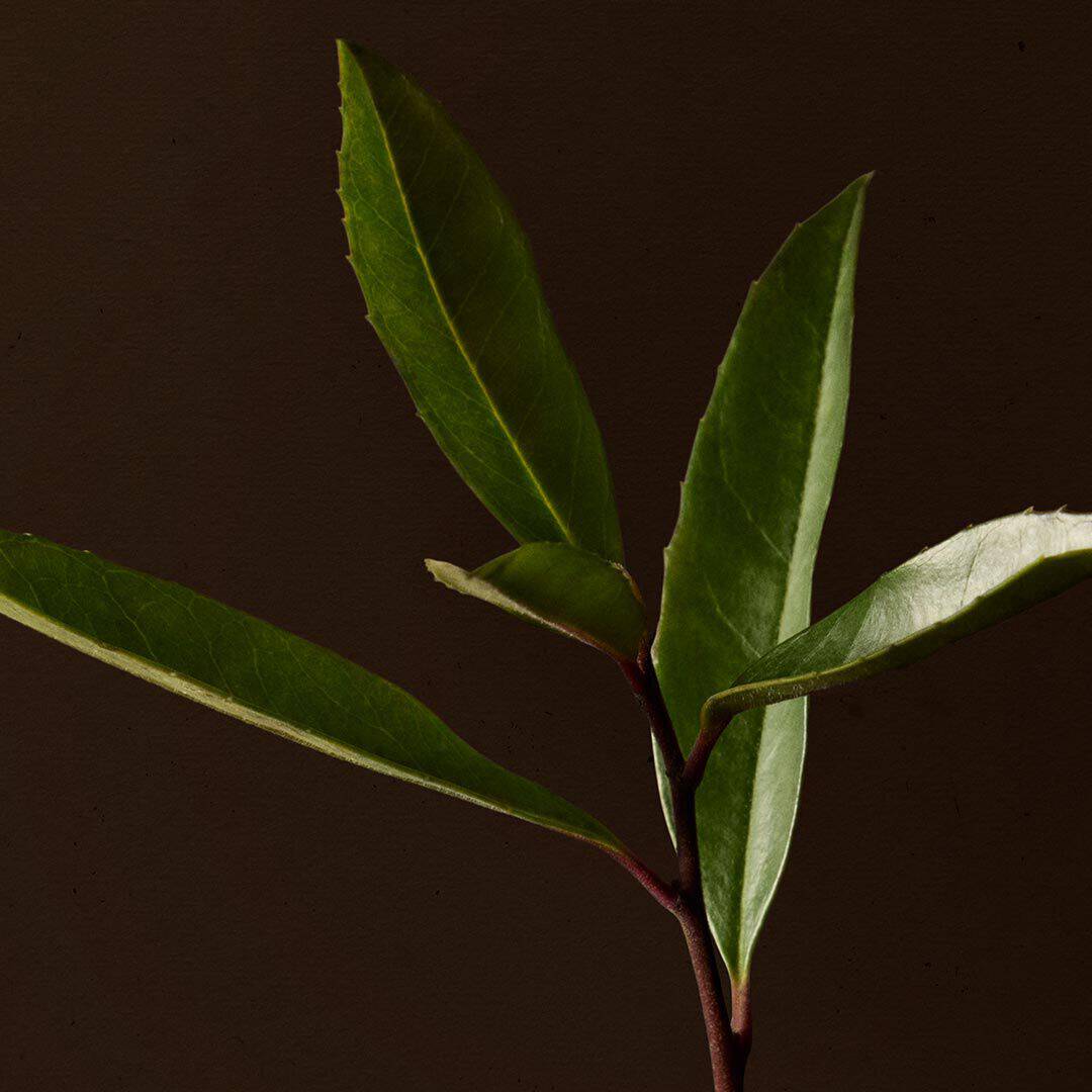 Close-up of slender green leaves on a dark stem against a brown background.